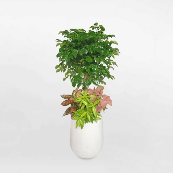 Cây phối kết hạnh phúc